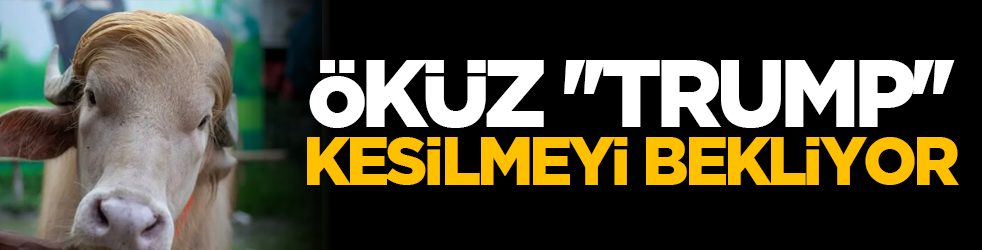 Öküz ''Trump'' Kurban bayramını bekliyor