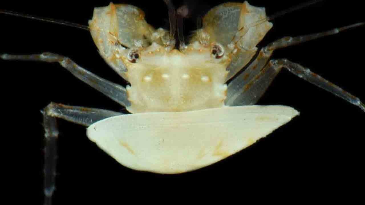 Okyanusun derinliklerinde şaşırtan keşif: Yeni türler ve iklimin izleri bulundu