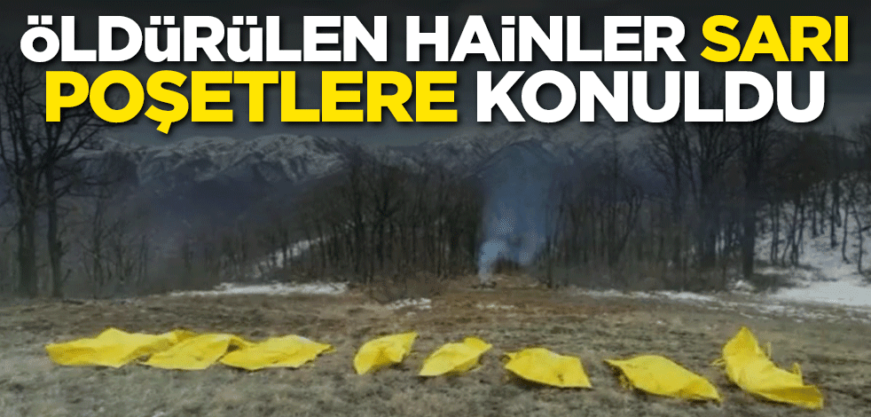 Öldürülen hainler sarı poşetlere konuldu