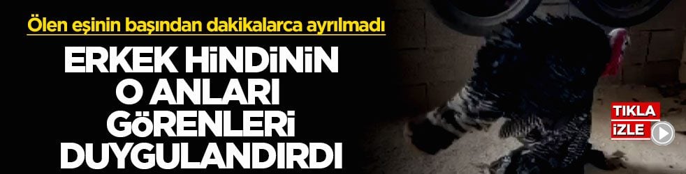 Ölen eşinin başından dakikalarca ayrılmadı! Erkek hindinin o anları, görenleri duygulandırdı