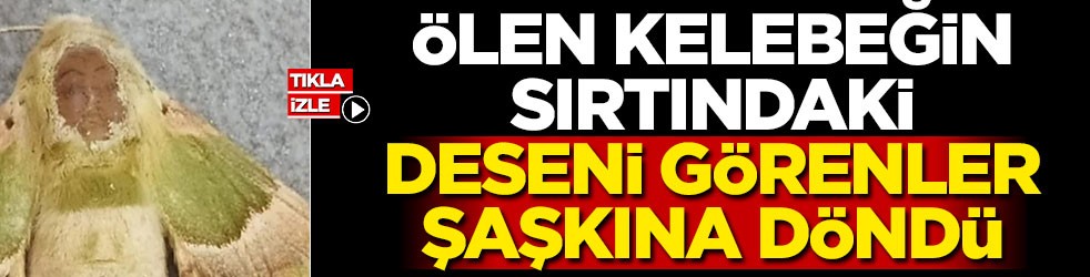Ölen kelebeğin sırtındaki deseni görenler şaşkına döndü