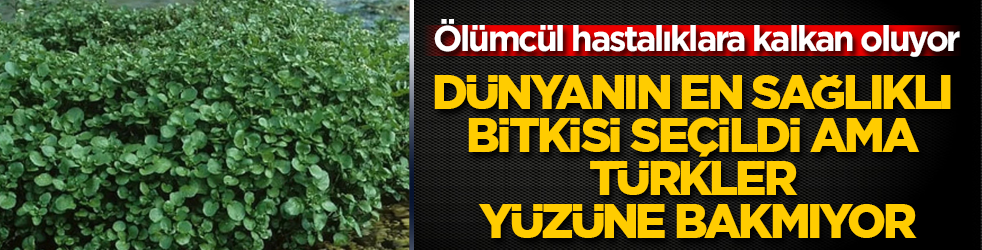 Ölümcül hastalıklara karşı kalkan oluyor! Dünyanın en sağlıklı bitkisi seçildi ama Türkler yüzüne bakmıyor
