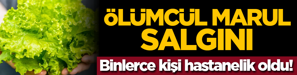 Ölümcül marul salgını: Binlerce kişi hastanelik oldu!
