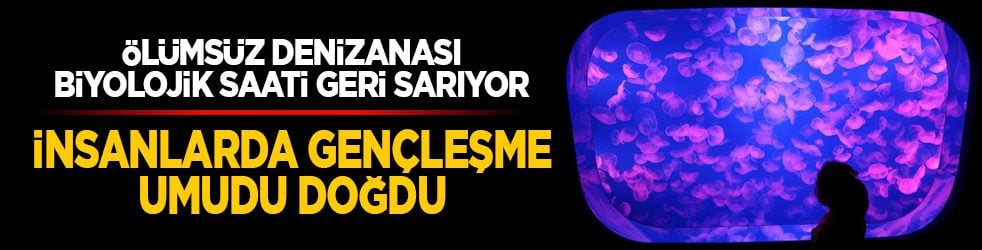 Ölümsüz denizanası biyolojik saati geri sarıyor: İnsanlarda gençleşme umudu doğdu