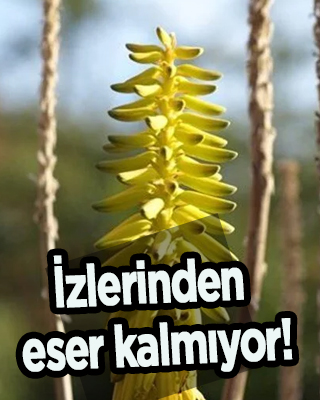 Ölümsüzlük otu (sarısabır) nedir, nerelerde yetişir? Dağda, taşta, ovada otu biter: Üzerine bir damla! Eser kalmıyor