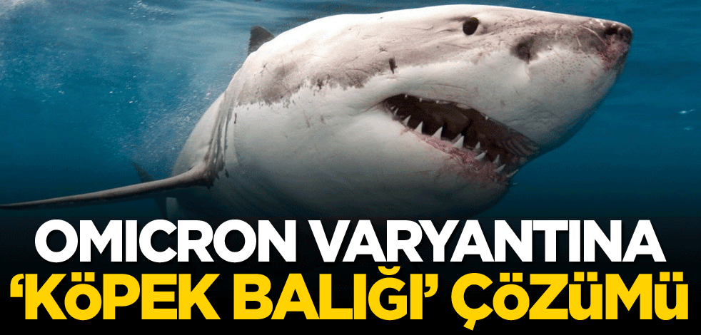 Omicron varyantına 'köpek balığı' çözümü