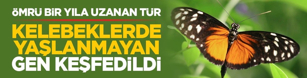 Ömrü bir yıla uzanan tür: Kelebeklerde yaşlanmayan gen keşfedildi