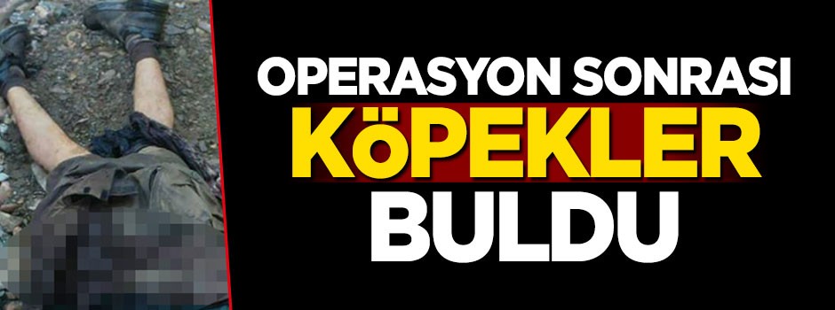Operasyon sonrası köpekler buldu