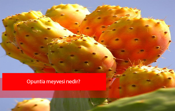 Opuntia meyvesi (frenk inciri) nedir, ne işe yarar ?
