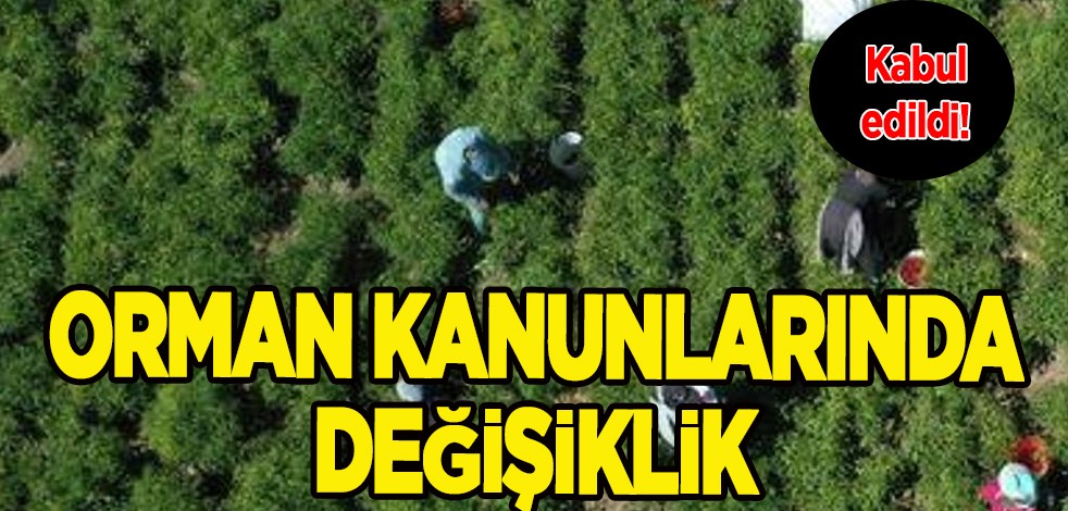 Orman kanunuda değişiklik gelecek duyursu: Yeşil alanlar hakkında kanun teklifi kararı kabul edildi!