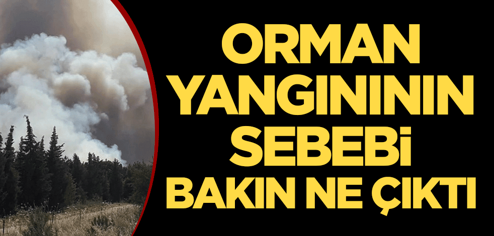 Orman yangınının sebebi bakın ne çıktı