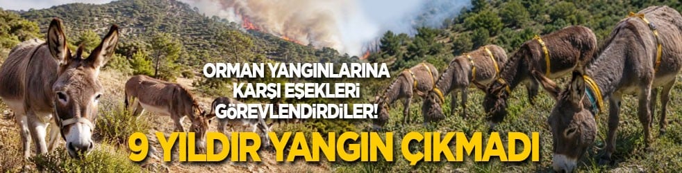 Orman yangınlarına karşı eşekleri görevlendirdiler! 9 yıldır yangın çıkmadı