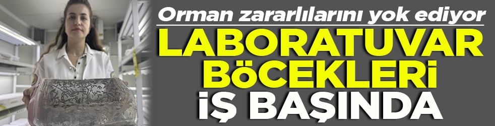 Orman zararlılarını yok ediyor Laboratuvar böcekleri iş başında