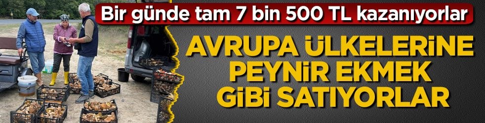 Ormana girip topluyorlar, Avrupa ülkelerine peynir ekmek gibi satıyorlar! Bir günde tam 7 bin 500 TL kazanıyorlar
