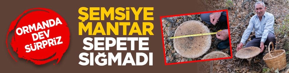 Ormanda dev sürpriz: Şemsiye mantar sepete sığmadı