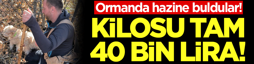 Ormanda hazine buldular: Kilosu tam 40 bin lira!