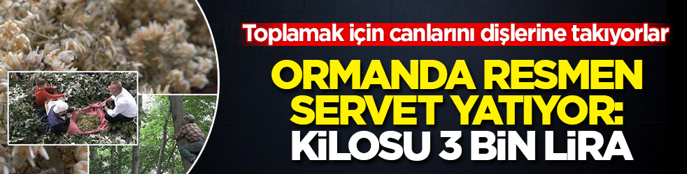 Ormanda resmen servet yatıyor: Kilosu 3 bin lira! Toplamak i&ccedil;in canlarını dişlerine takıyorlar