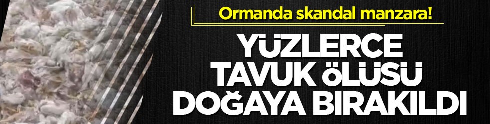 Ormanda skandal manzara! Yüzlerce tavuk ölüsü doğaya bırakıldı