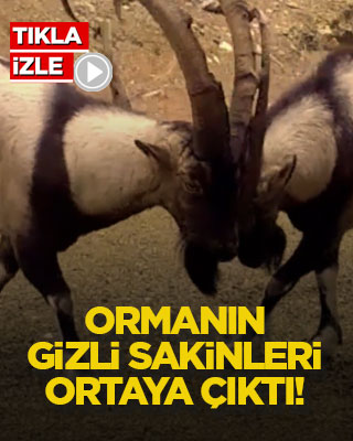 Ormanın gizli sakinleri ortaya çıktı!