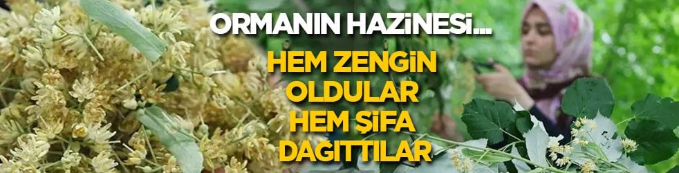 Ormanın hazinesi… Hem zengin oldular hem şifa dağıttılar!
