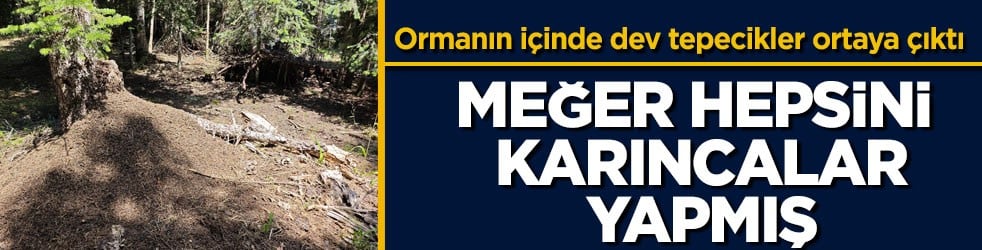 Ormanın içinde dev tepecikler ortaya çıktı! Meğer hepsini karıncalar yapmış