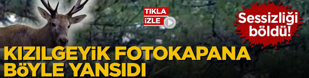 Ormanın sessizliğini böldü! Kızılgeyik fotokapana böyle yansıdı