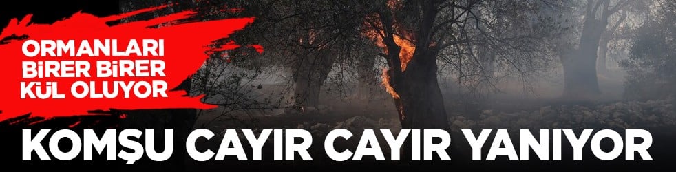 Ormanları birer birer kül oluyor: Komşu cayır cayır yanıyor