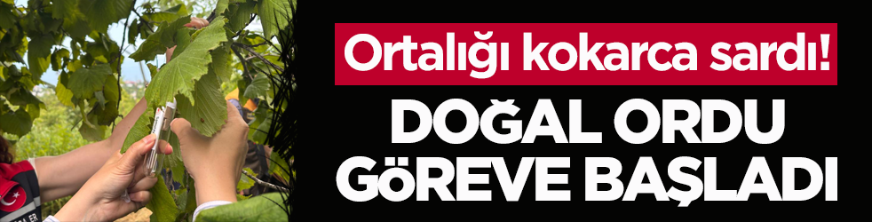 Ortalığı kokarca sardı! Doğal ordu göreve başladı