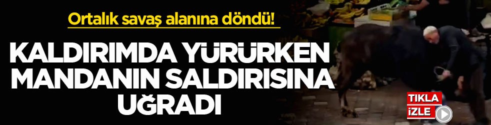 Ortalık savaş alanına döndü! Kaldırımda yürürken mandanın saldırısına uğradı
