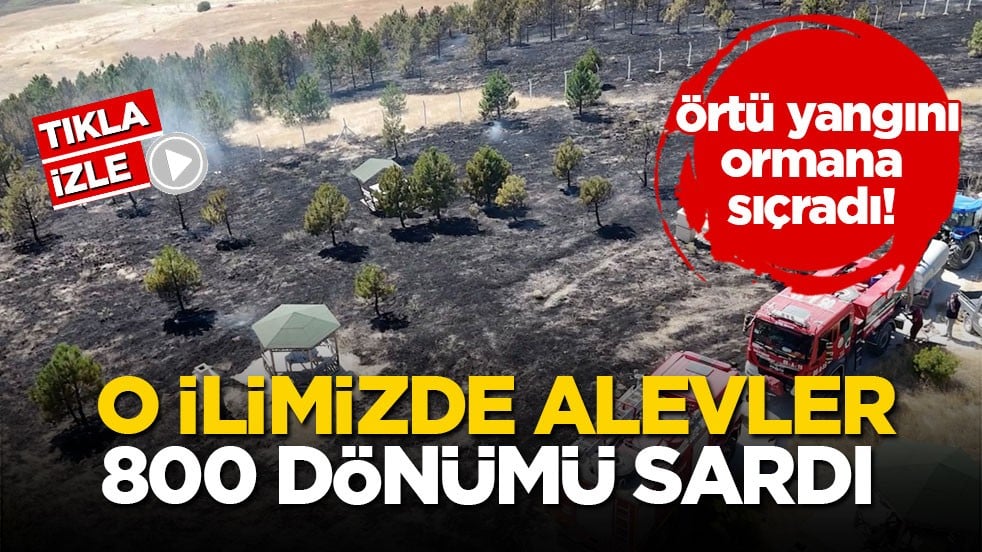 Örtü yangını ormana sıçradı! O ilimizde alevler 800 dönümü sardı!