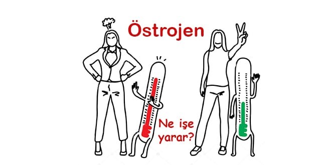 Östrojen hormonunu artıran yiyecekler