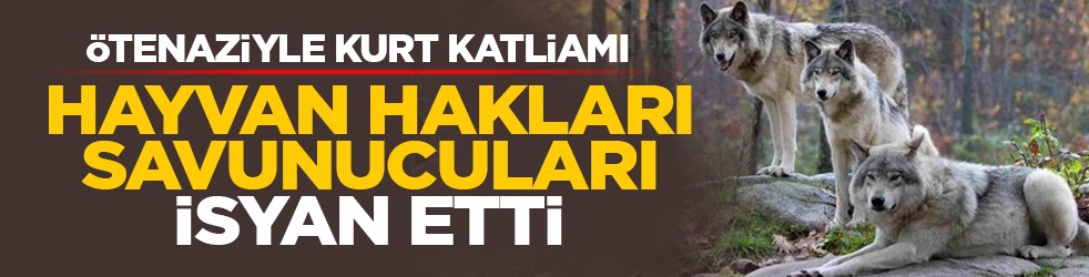 Ötenaziyle kurt katliamı: Hayvan hakları savunucuları isyan etti