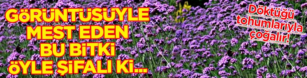 Otsu bitki olan Mine Çiçeği'nin faydaları saymakla bitmiyor: Hem çiğ hem çay...