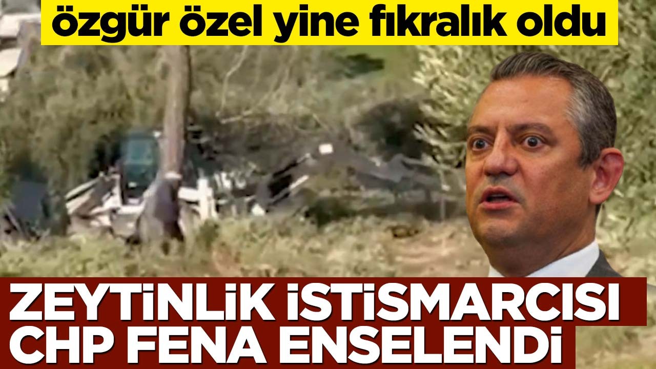 Özgür Özel yine fıkralık oldu! Zeytinlik istismarcısı CHP fena enselendi