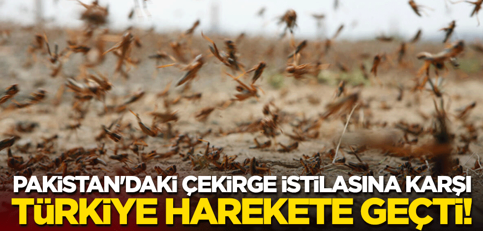 Pakistan'daki çekirge istilasına karşı Türkiye harekete geçti!