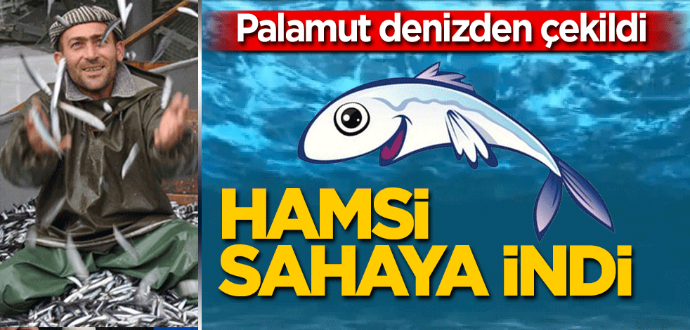 Palamut denizlerden çekildi hamsi sahaya indi