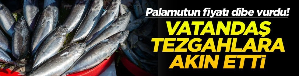 Palamutun fiyatı dibe vurdu! Vatandaş tezgahlara akın etti