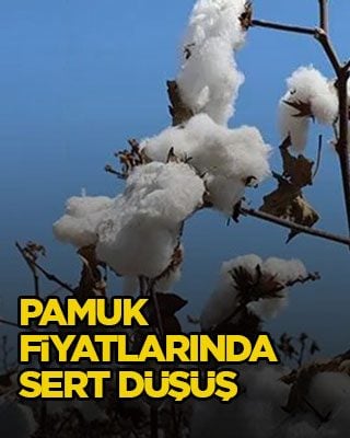 Pamuk fiyatlarında sert düşüş