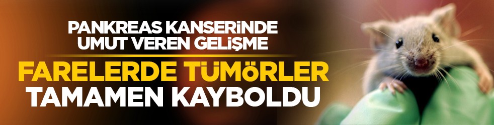 Pankreas kanserinde umut veren gelişme: Farelerde tümörler tamamen kayboldu