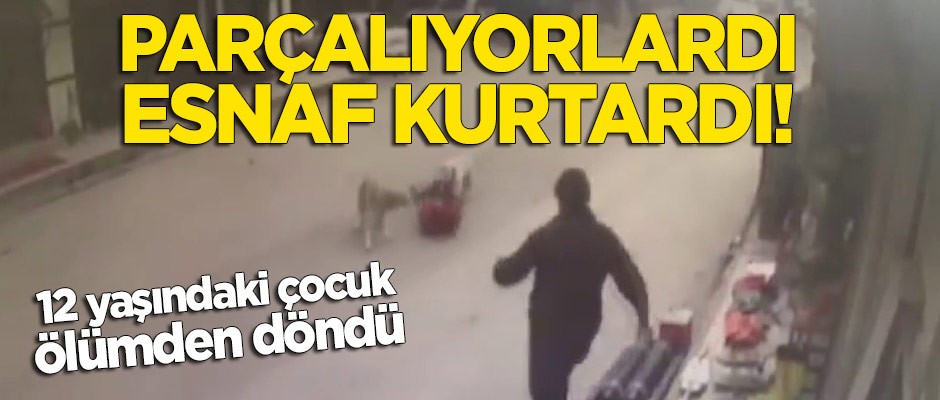 Parçalıyorlardı: 12 yaşındaki çocuğu köpeklerin elinden esnaf aldı!