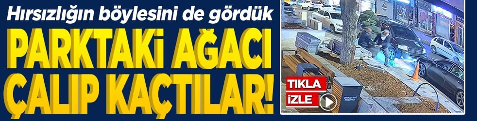 Parktaki ağacı çalıp kaçtılar