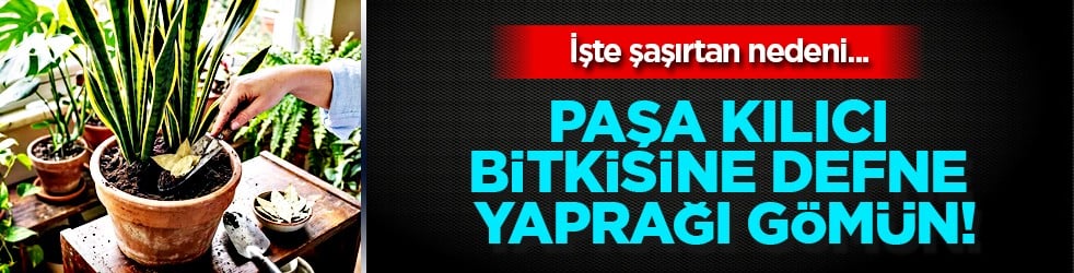 Paşa kılıcı bitkisine defne yaprağı gömün: Zarar yok oluyor... O şaşırtan nedeni