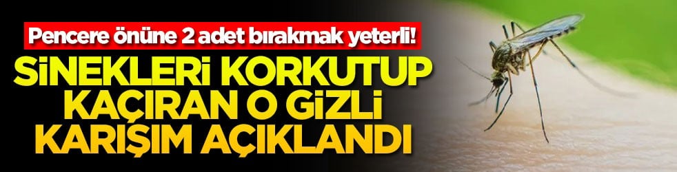 Pencere önüne 2 adet bırakmak yeterli! Sinekleri korkutup kaçıran o gizli karışım açıklandı