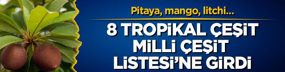 Pitaya, mango, litchi… 8 tropikal çeşit Milli Çeşit Listesi’ne girdi