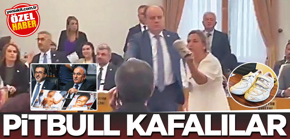 Pitbull kafalılar