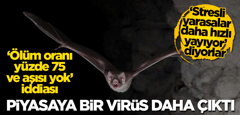 Piyasaya bir virüs daha çıktı! "Ölüm oranı yüzde 75 ve aşısı yok" iddiası! "Stresli yarasalar daha hızlı yayıyor" diyorlar