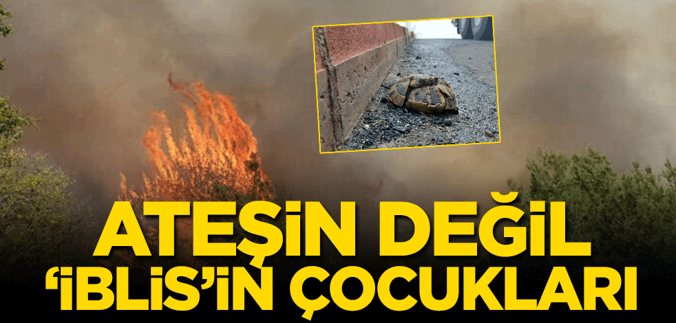 PKK, son 30 yılda 6 bin 587 hektarlık orman alanını yaktı! Ateşin değil ‘iblis’in çocukları