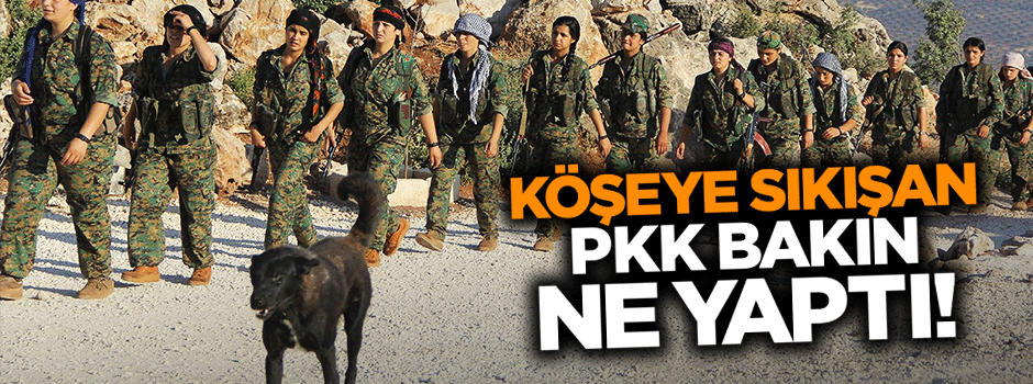 PKK/PYD köşeye sıkışınca bakın ne yaptı!