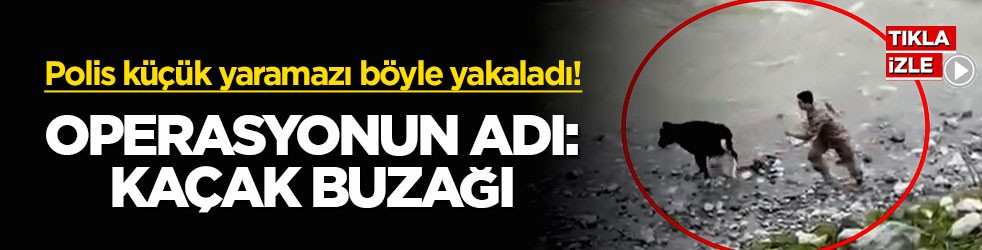 Polis küçük yaramazı böyle yakaladı! Operasyonun adı: Kaçak buzağı