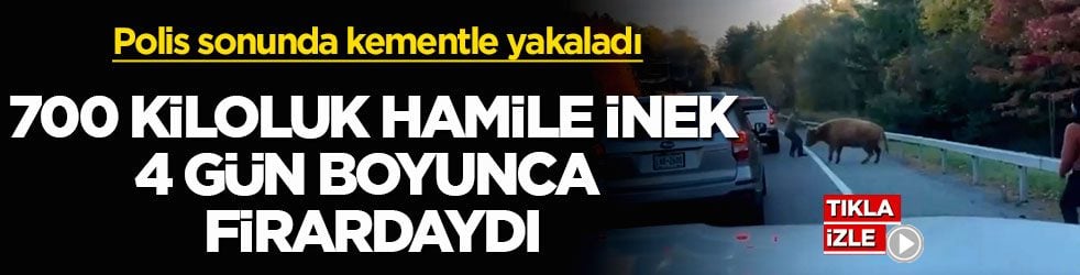 Polis sonunda kementle yakaladı! 700 kiloluk hamile inek 4 gün boyunca firardaydı
